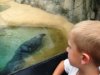 Brookfield Zoo Seals